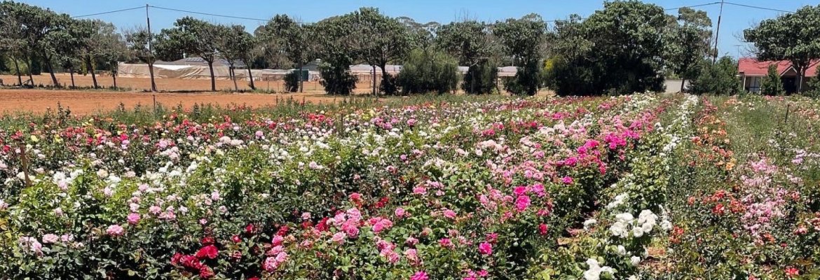 Penfield Gardens Rose Nursery
