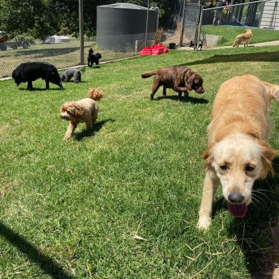 A Dogs Domain and Cats too