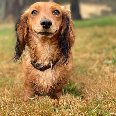 A Dogs Domain and Cats too