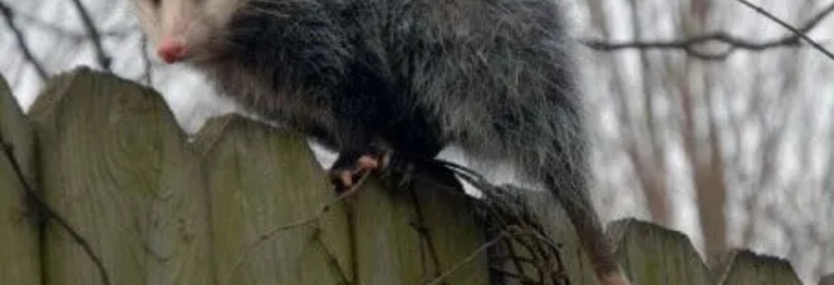 Possum Removal Adelaide