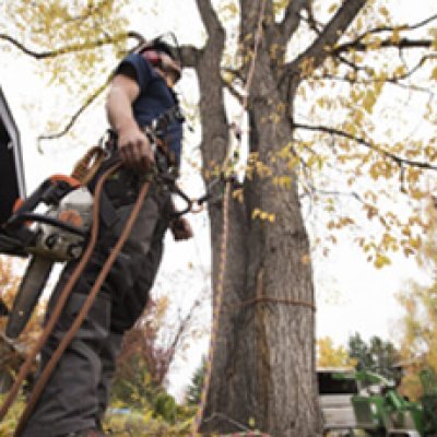 Tree Removal in Canberra -Spitting Chips
