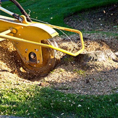 Tree Removal in Canberra -Spitting Chips