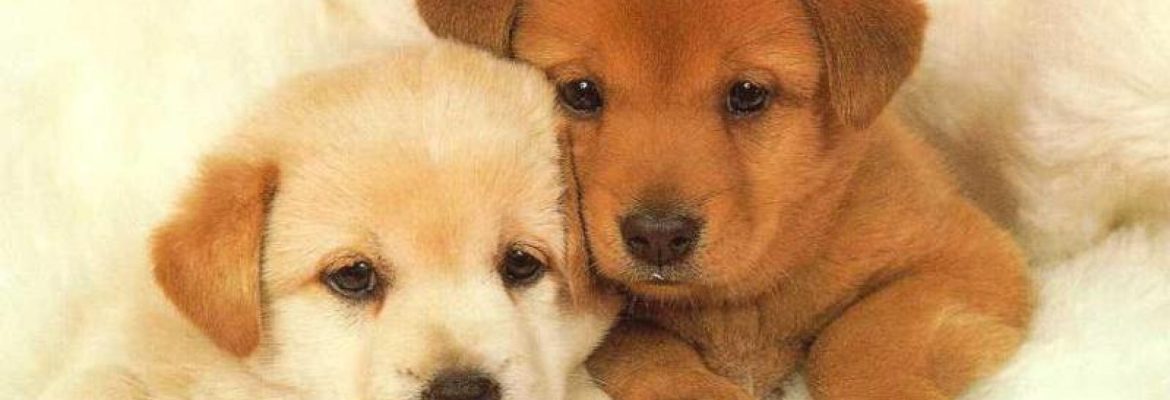 Pearlcub Technologies