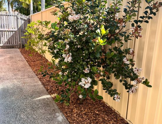 Brothers Gardenscape