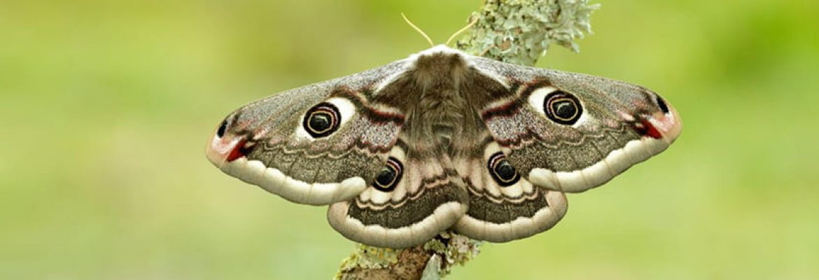 Hire us 4 Pest Control